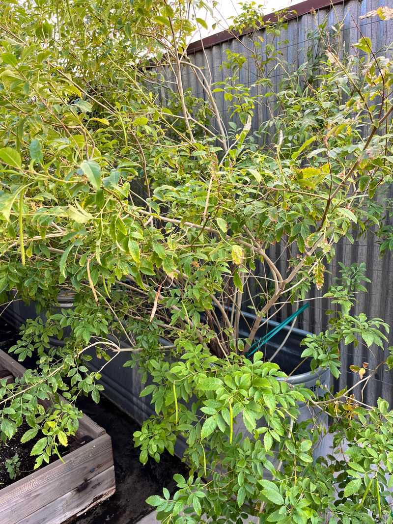 Trim Back Leggy Growth To Promote Bushier Plants