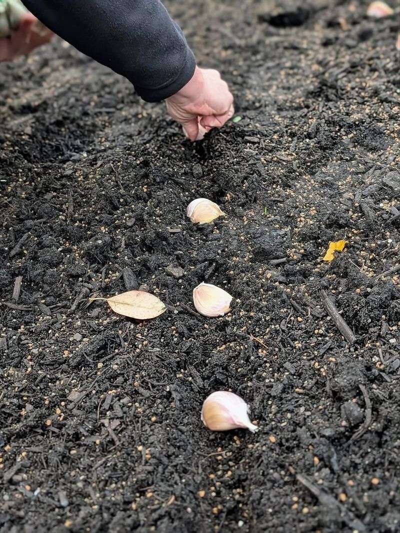 Plant Cloves The Right Way Up