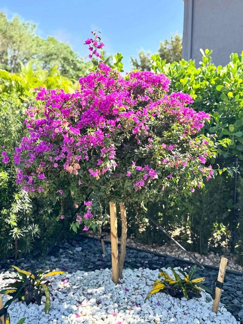 Place Bougainvillea In Full Sun All Day For Strong Flowering