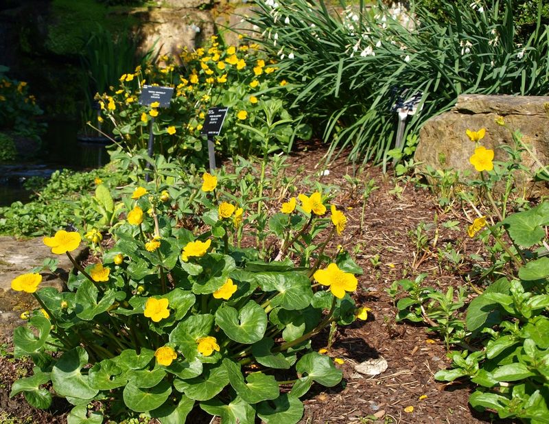 Plant Early In Spring For Strong Growth