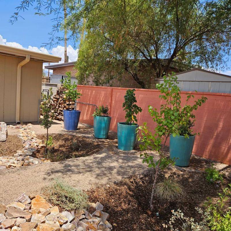 Focus Water Around The Root Zone Instead Of The Trunk