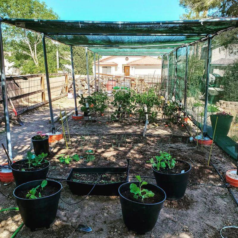Provide Afternoon Shade During Extreme Summer Heat