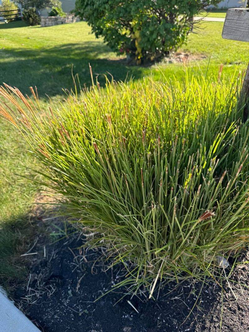 Incorporate Ornamental Grasses For Texture And Movement