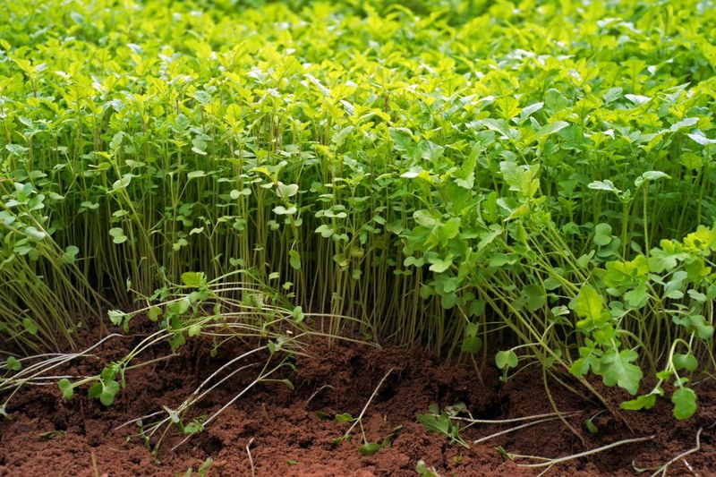 Plant Cover Crops To Loosen And Feed Clay Soil Naturally