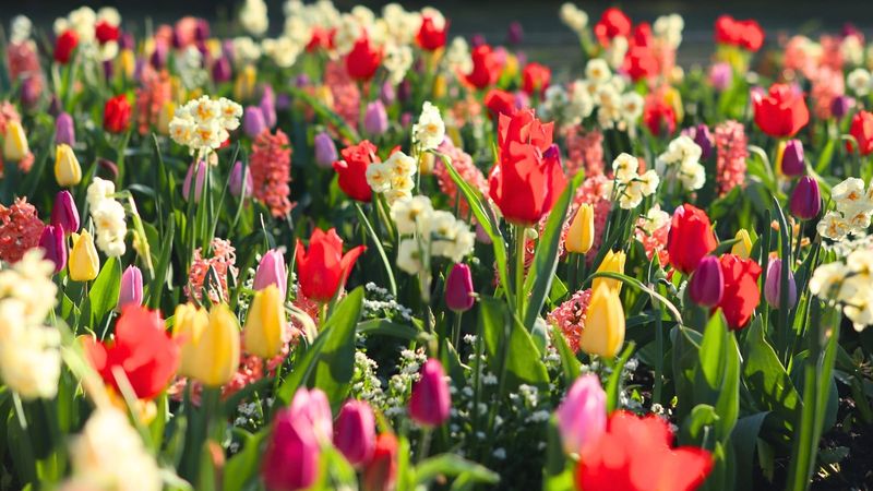 Plant Tulips Near Daffodils That Squirrels Avoid