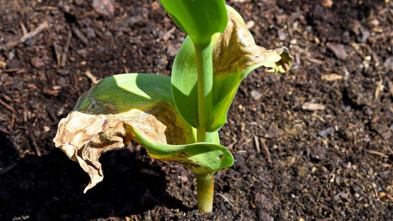 Skip High Nitrogen Formulas Early In Spring