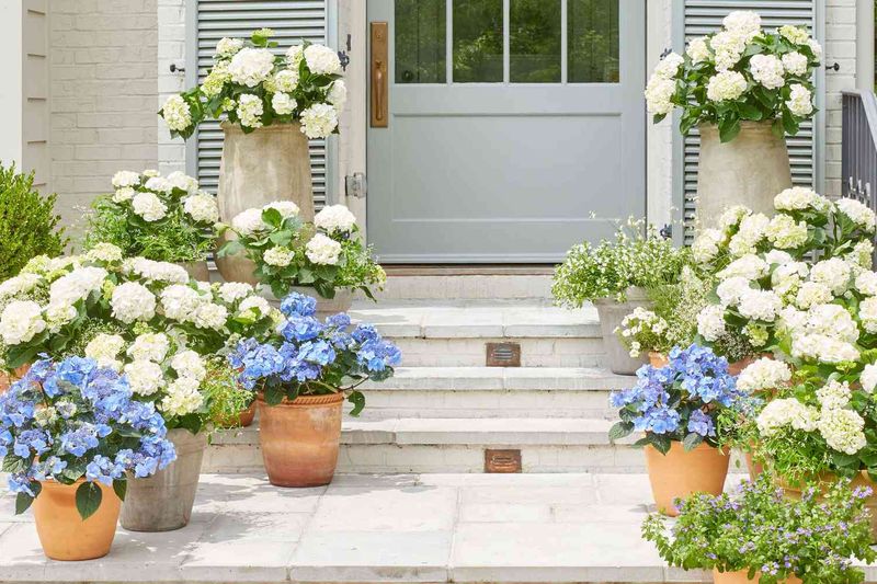Hydrangeas In Containers Need Special Attention