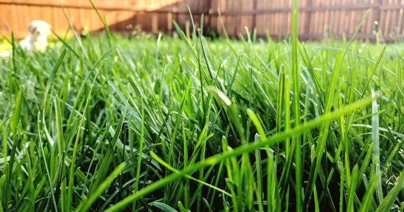Maintain A Thick, Healthy Lawn