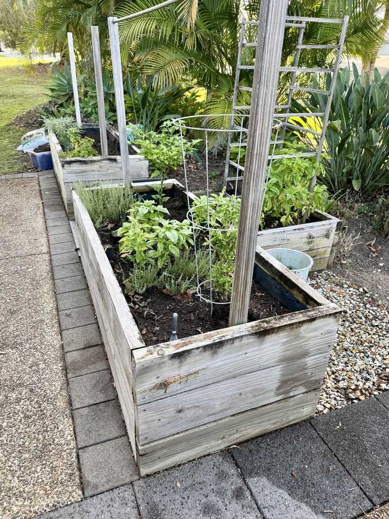 Space Plants For Better Growth