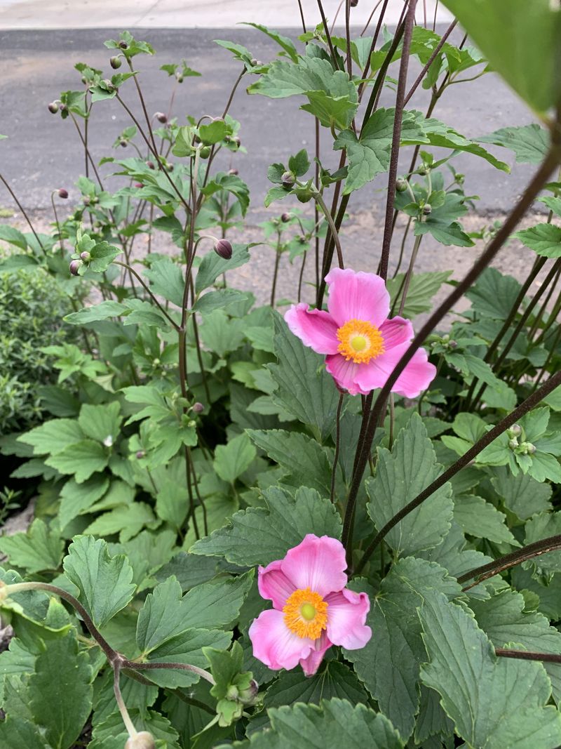 Improve Drainage First