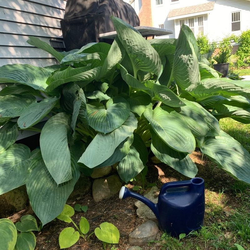 Water Consistently To Keep Soil Evenly Moist