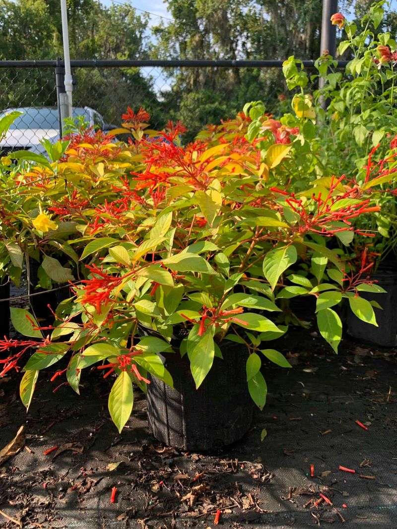 Water And Mulch After Pruning To Help Firebush Recover