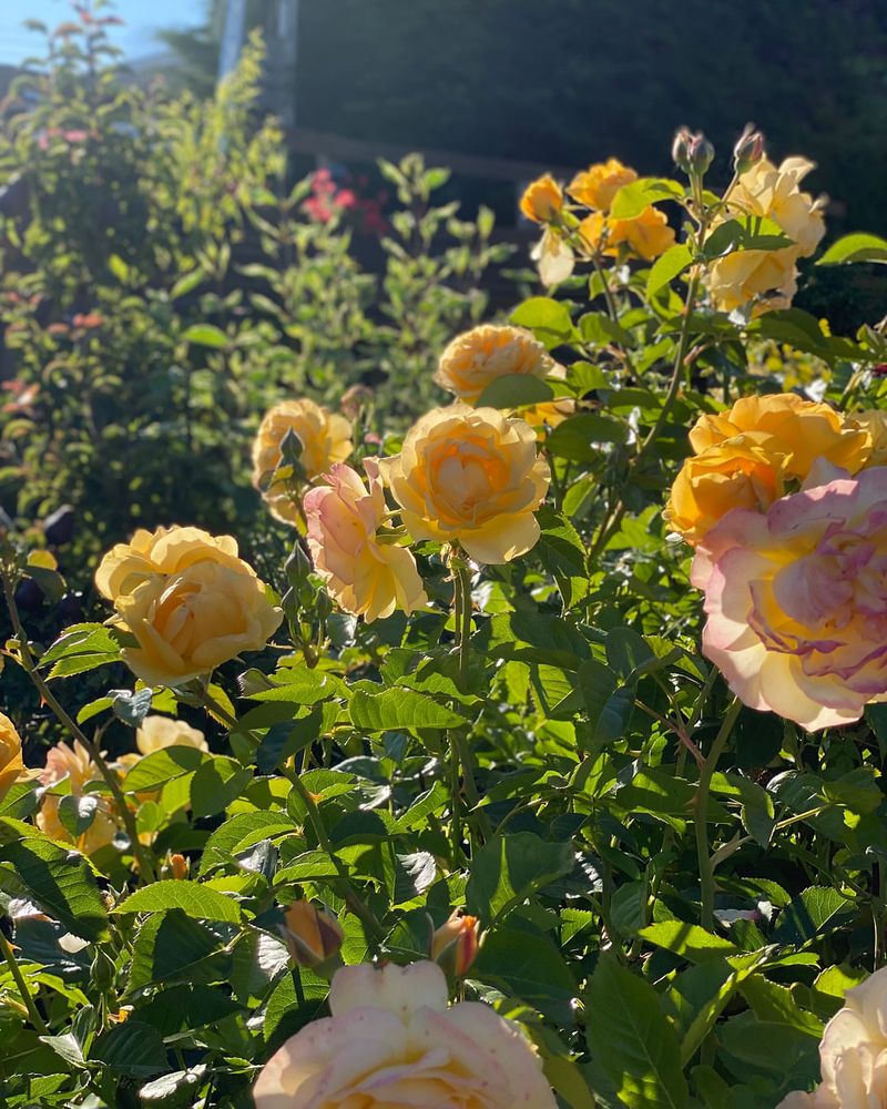 Shape Lightly To Encourage Strong Blooming