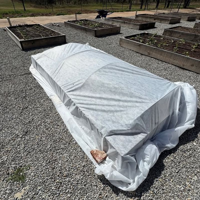 Remove Covers In The Morning Once Temperatures Rise