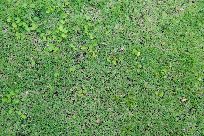 Wait For Active Growth Before You Feed Your Lawn