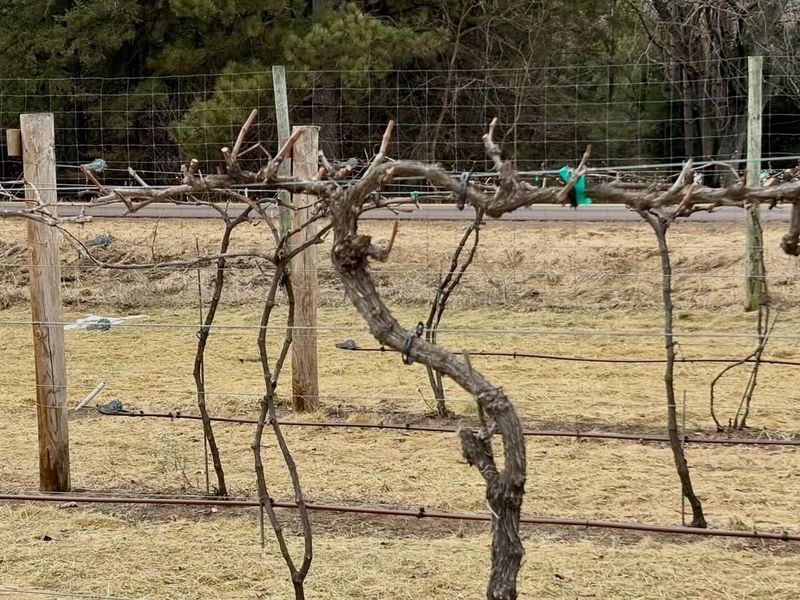 Remove Weak Or Misplaced Shoots Early