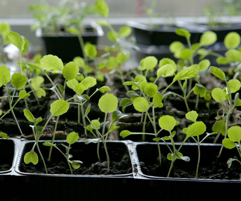 Place Seedlings Near Bright Windows