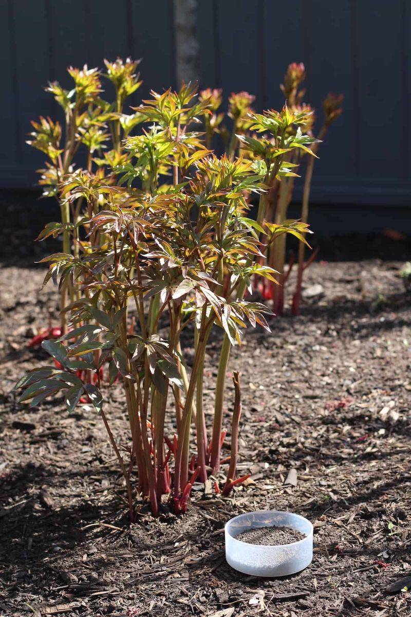 Fertilize Carefully To Protect Flowers