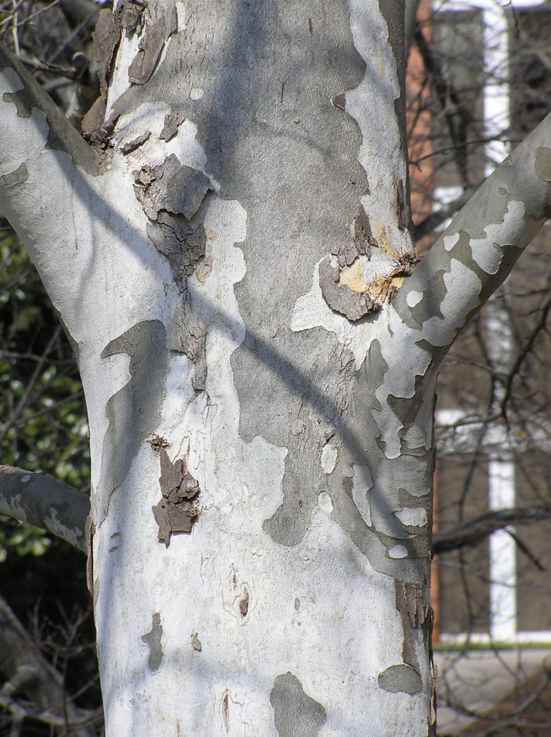 Choose American Sycamore For Wet Bottomlands