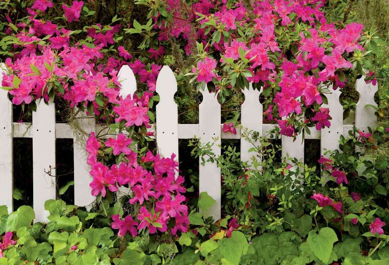 Plant Dense Flowering Shrubs To Block Views