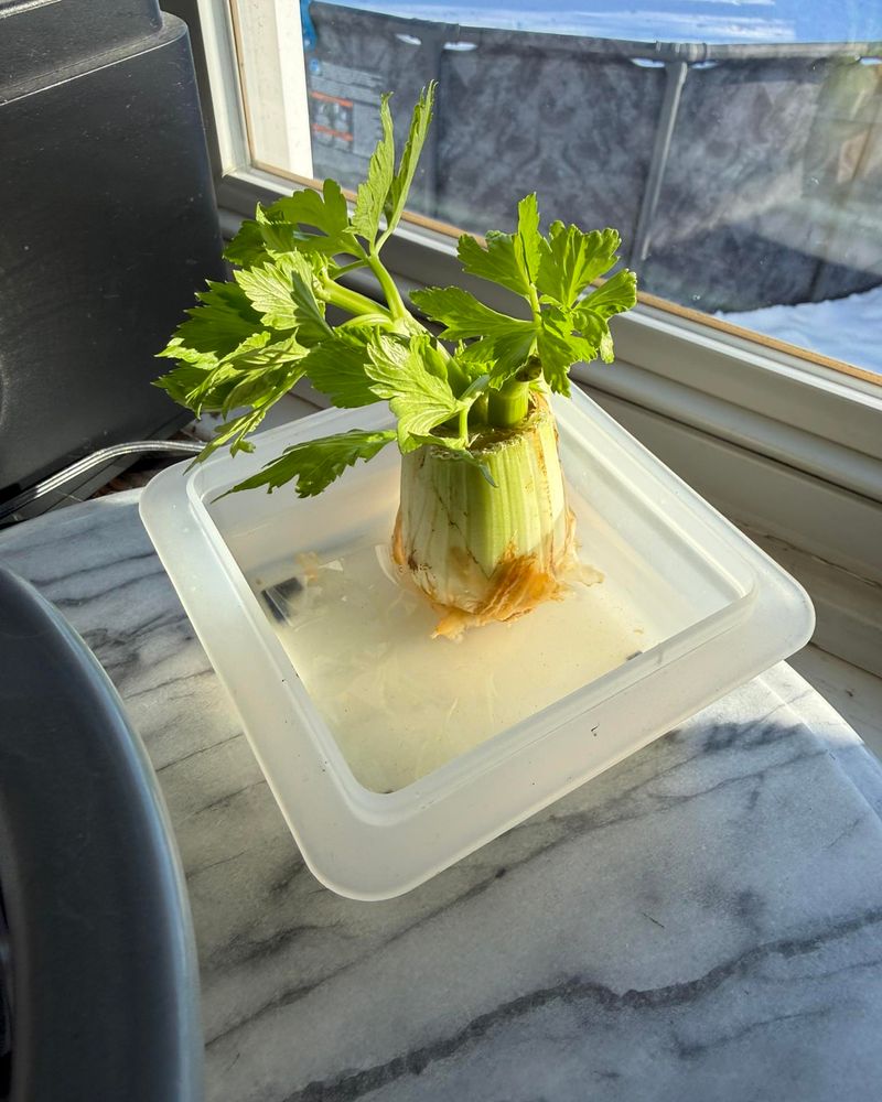 Start With Transplants Or Regrow From Scraps