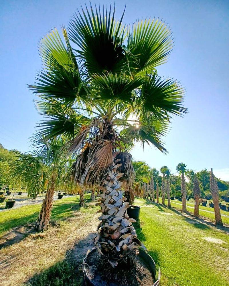 Give Palms Enough Sunlight