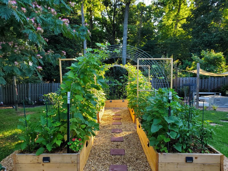 Choose Compact Or Bush Varieties