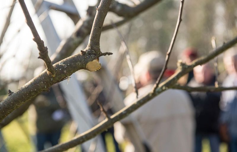 Prune Frost-Damaged Branches Correctly