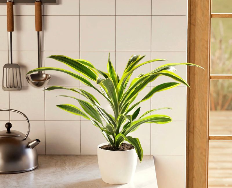 Water Consistently But Avoid Overwatering