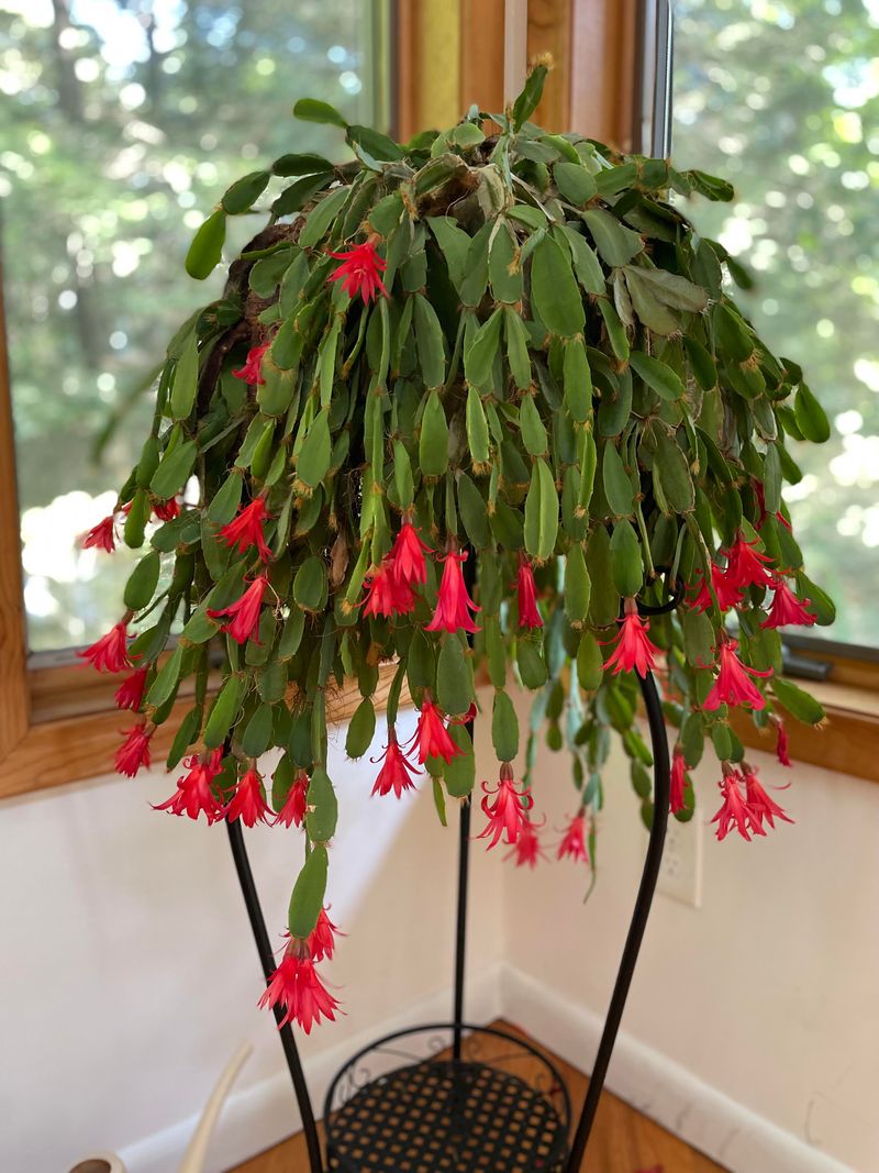 Avoid Placing Easter Cactus Near Hot Windows Or Patios