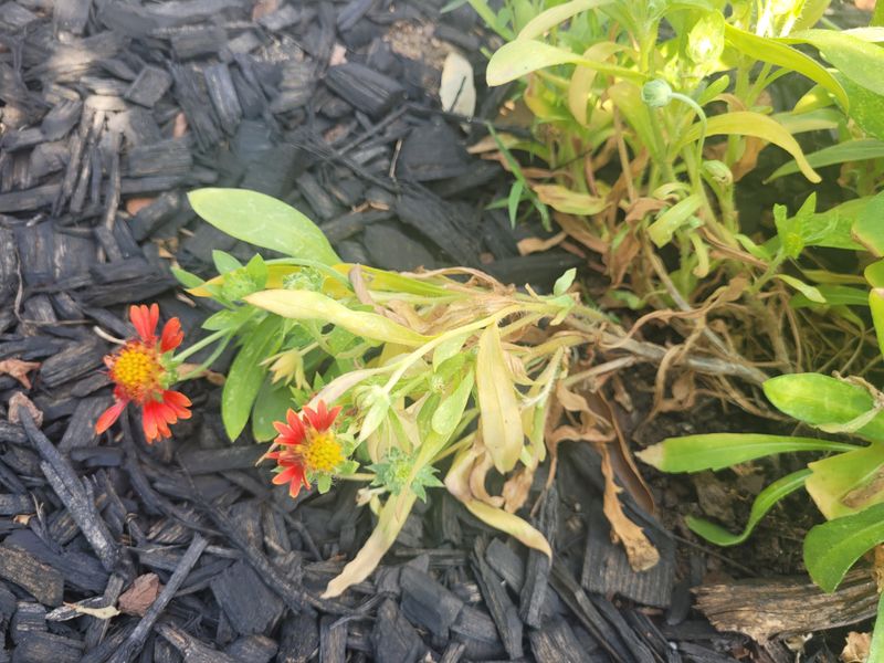 Avoid Overwatering In Arizona's Dry Climate