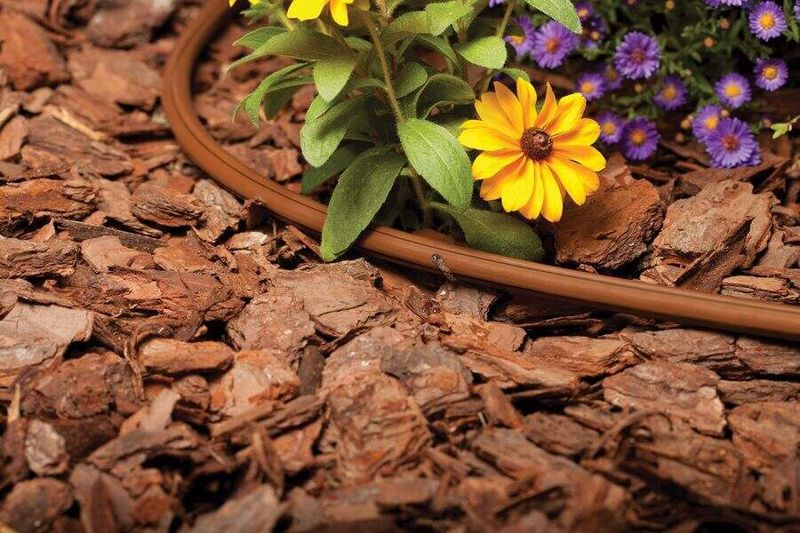 Water Deeply But Allow Soil To Dry Slightly Between Watering