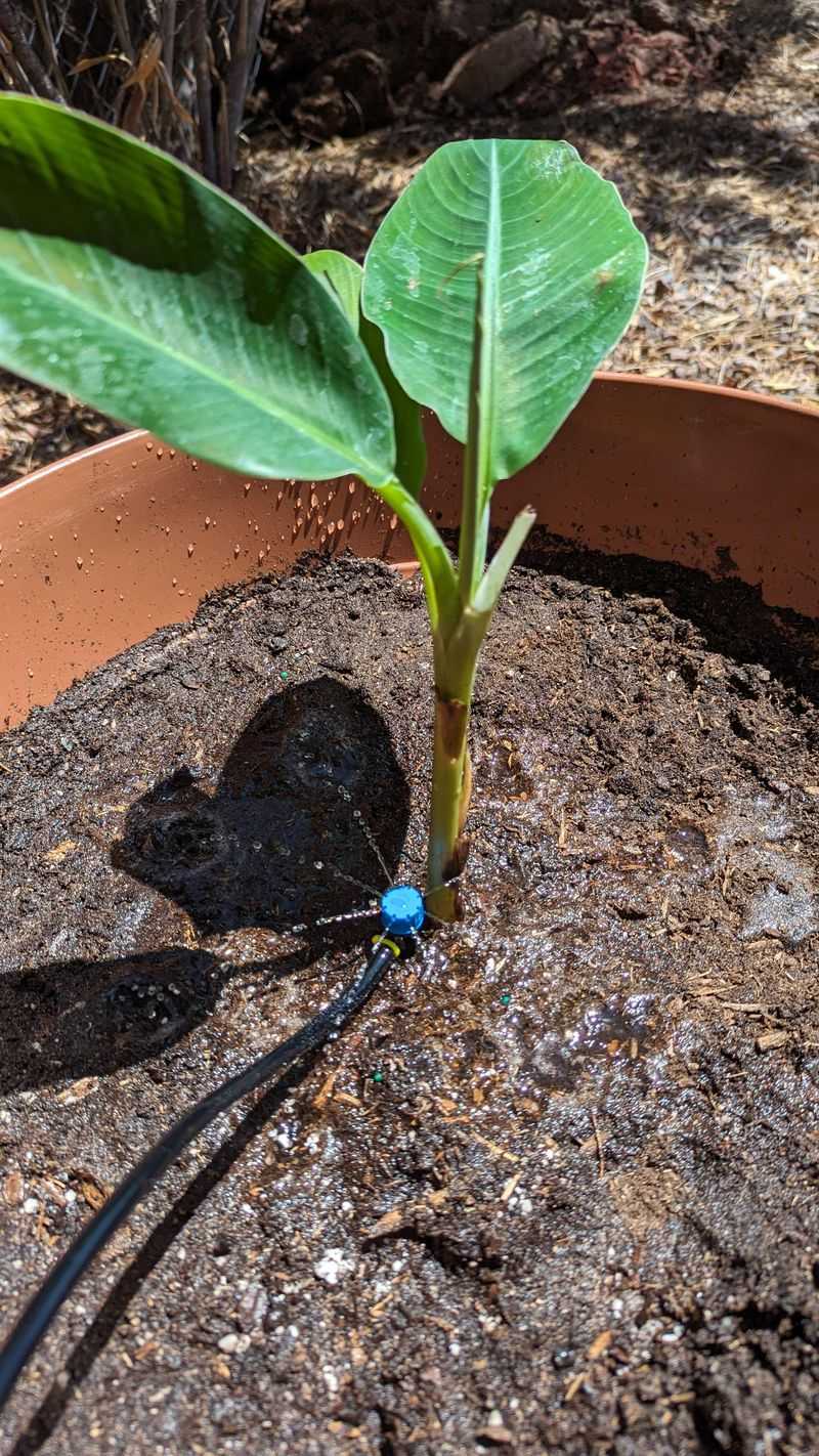 Water Deeply But Avoid Waterlogged Roots