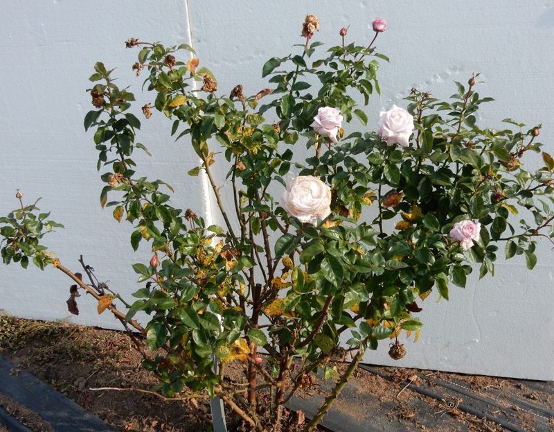 Forgetting Post-Pruning Care