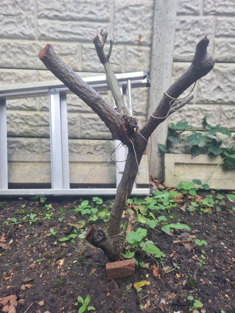 Cutting Plants Too Low Or Too Aggressively