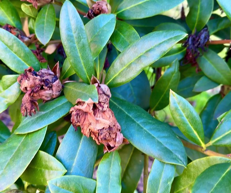 Fertilizing Too Heavily