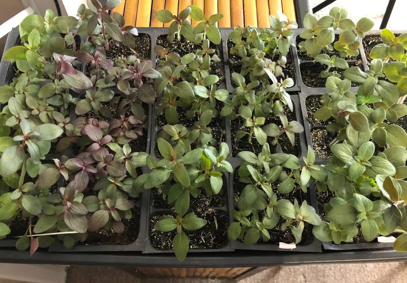 Overwatering Seedlings