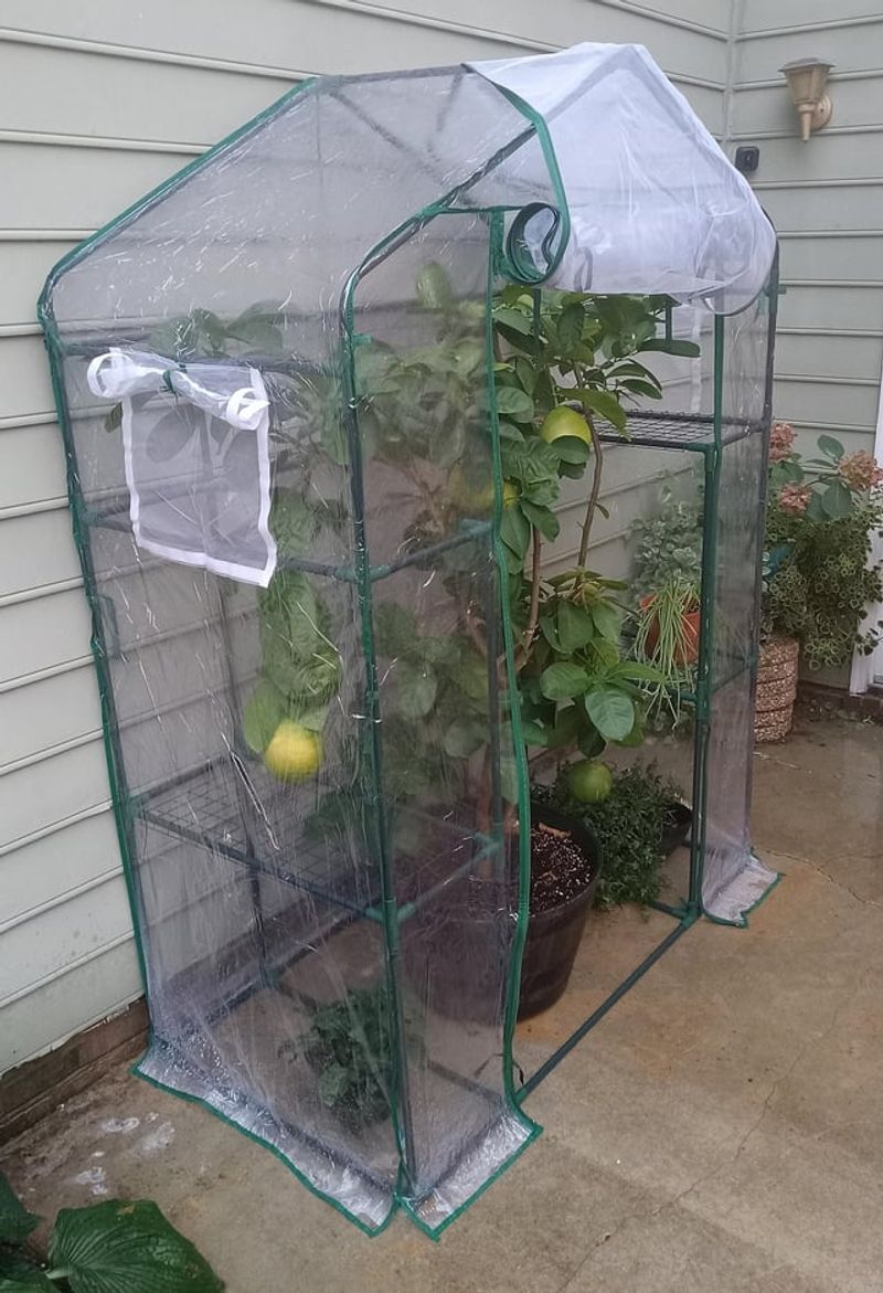 Skipping Winter Insulation For Potted Trees