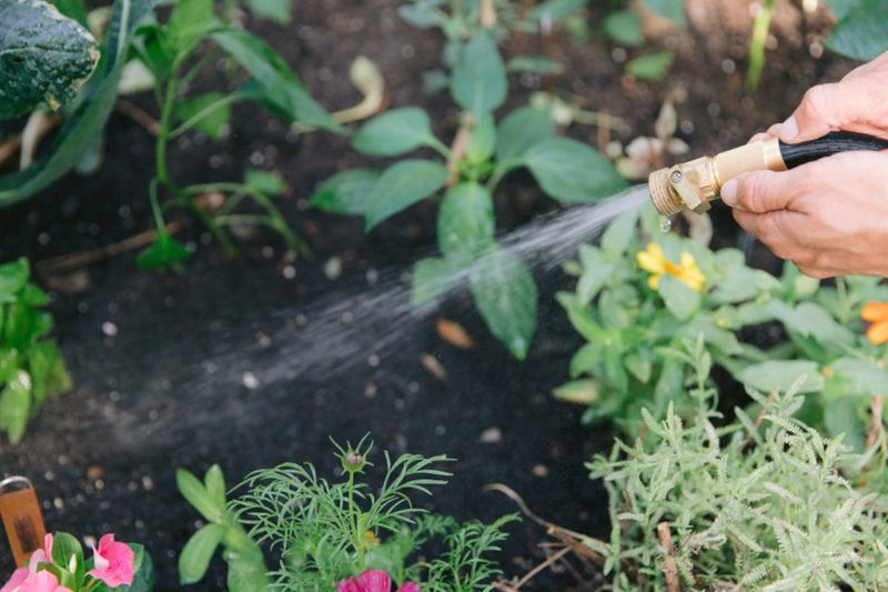 Watering Inconsistently Or Letting Soil Dry Out Too Much