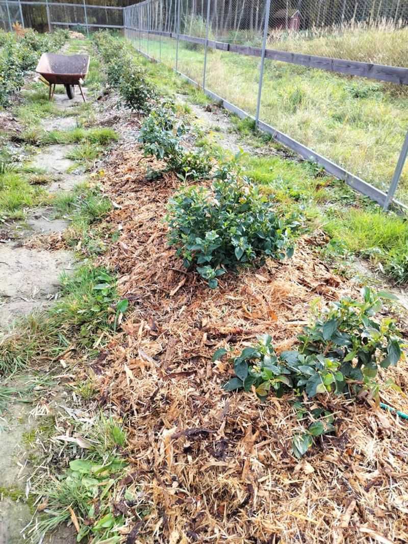 Skipping Mulch Around The Plants