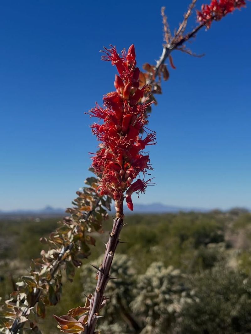 Ocotillo Should Not Be Cut Back Like A Typical Shrub