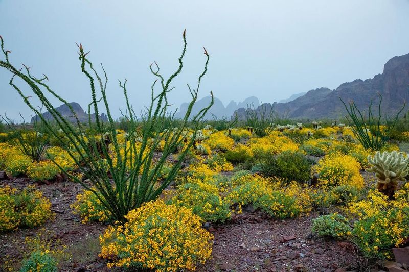 Brittlebush Lights Up The Landscape With Yellow Spring Blooms
