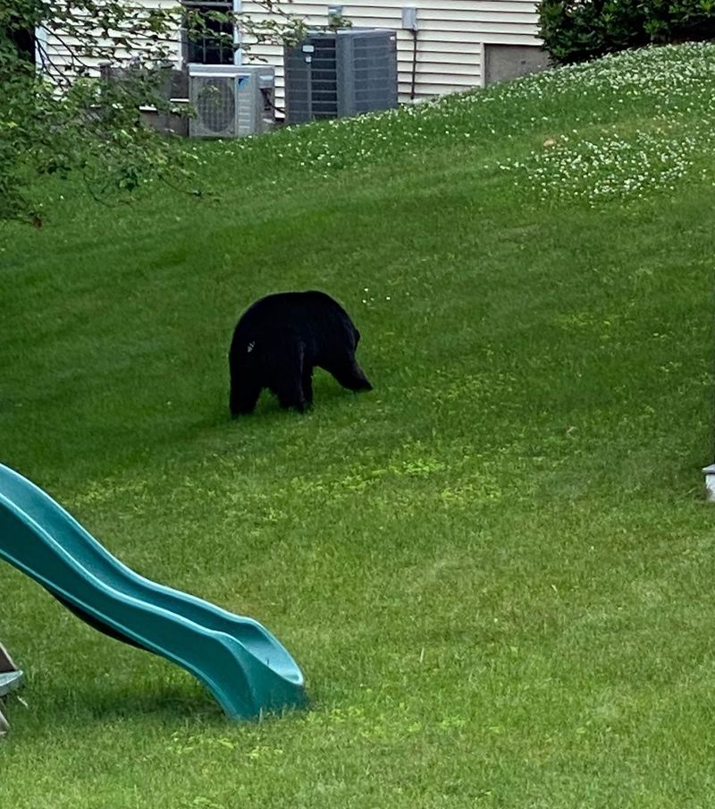 Bears Are Expanding Their Range Southward