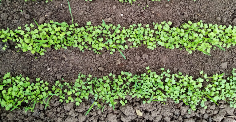 veggie seedlings in row