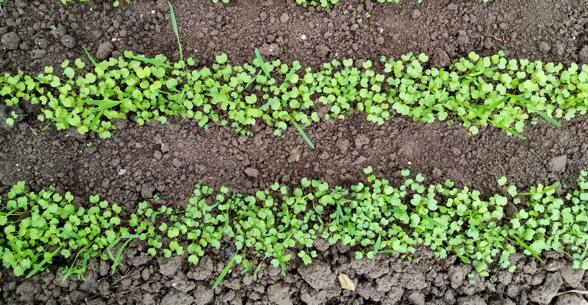 veggie seedlings in row