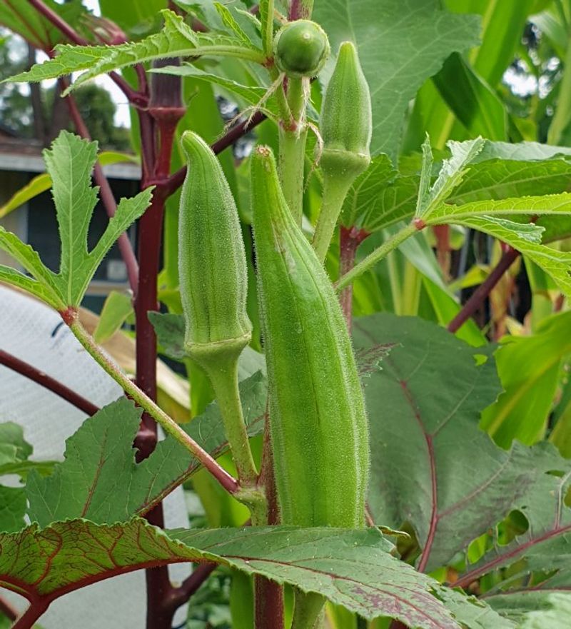 Okra Loves Heat And Humidity