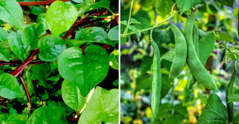 Vegetables That Handle Piedmont Humidity Better Than Most In North Carolina