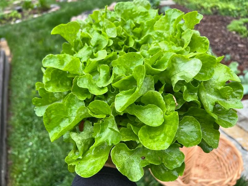 Lettuce Growing Crisp And Full Of Morning Freshness
