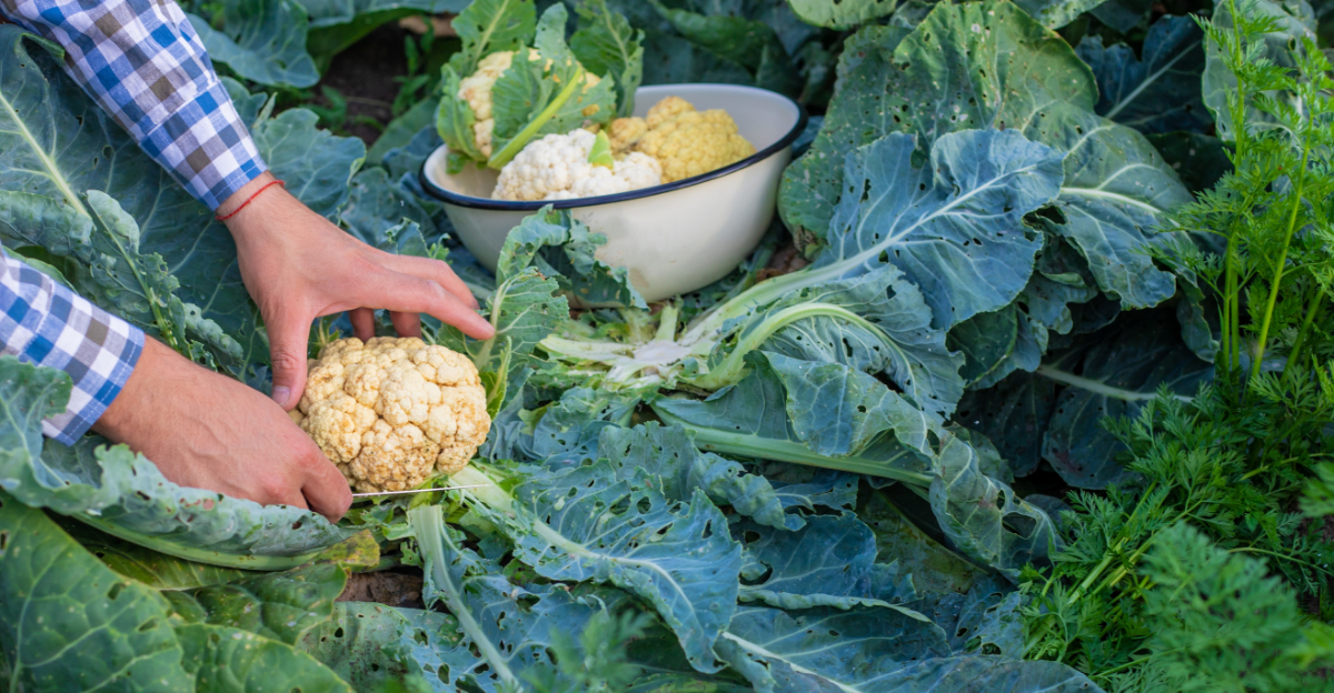 Vegetables That Perform Better In North Carolina Mountains Than In The Piedmont