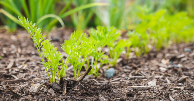 carrot seedlings